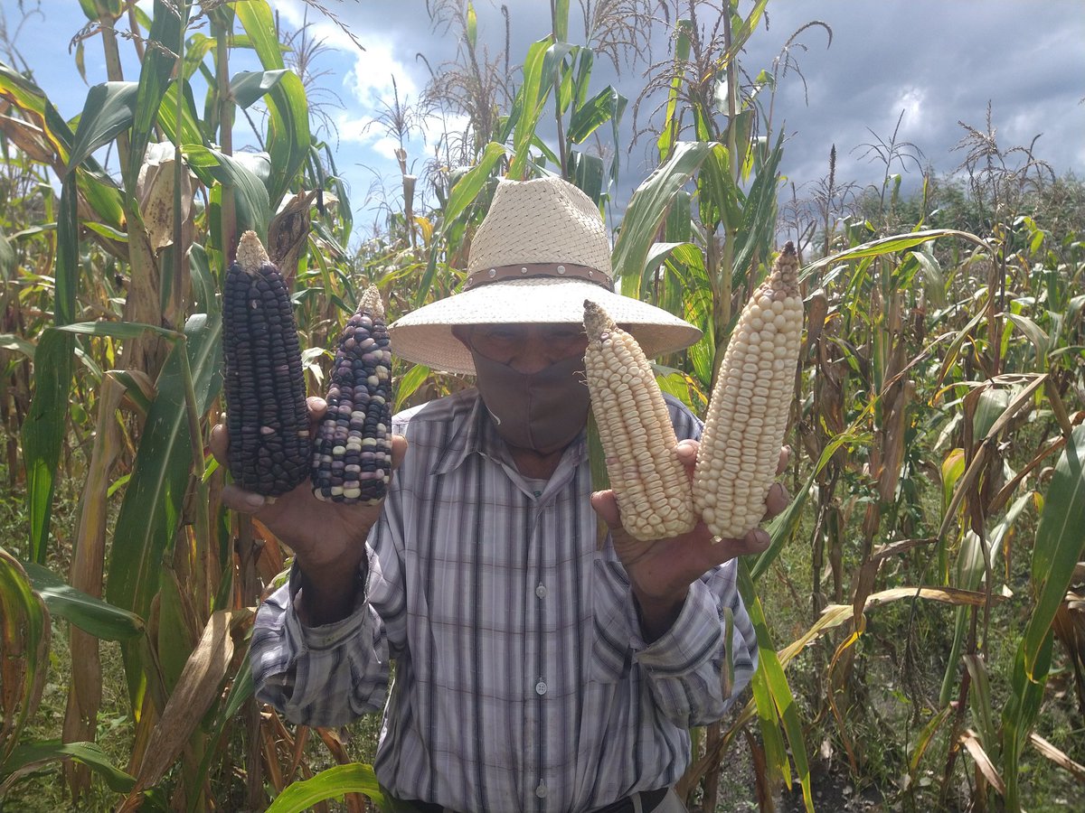 GerardoLaraRob1's tweet photo. El desarrollo de nuevos híbridos potencializa la producción de maíz a nivel nacional y la producción de maíces nativos contribuye a la conservación de la esencia que nos distingue como país. Molcaxac, Puebla #CIMMYT #LaAgriculturaSigue #AccionPorElSuelo #HubVallesAlto https://t.co/jwYARXgH7S