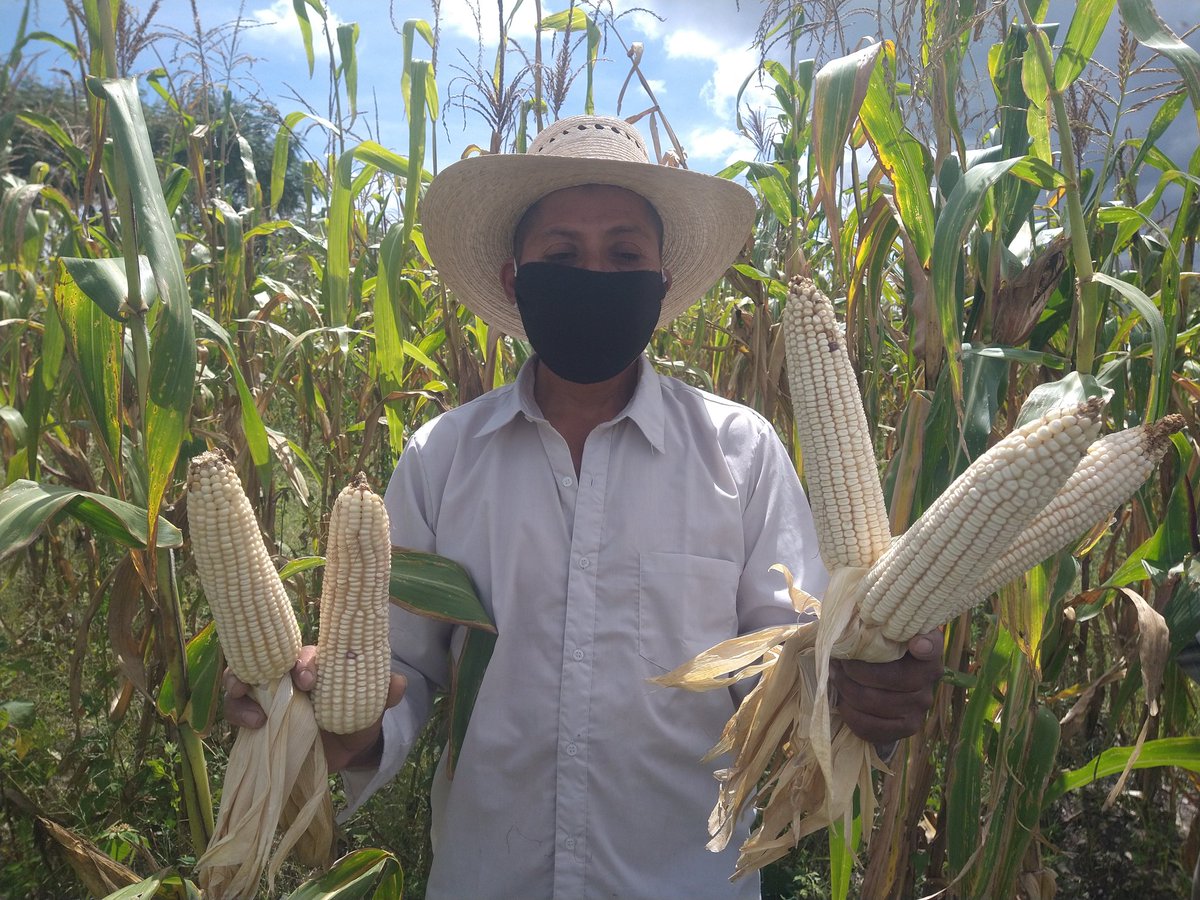 GerardoLaraRob1's tweet photo. El desarrollo de nuevos híbridos potencializa la producción de maíz a nivel nacional y la producción de maíces nativos contribuye a la conservación de la esencia que nos distingue como país. Molcaxac, Puebla #CIMMYT #LaAgriculturaSigue #AccionPorElSuelo #HubVallesAlto https://t.co/jwYARXgH7S