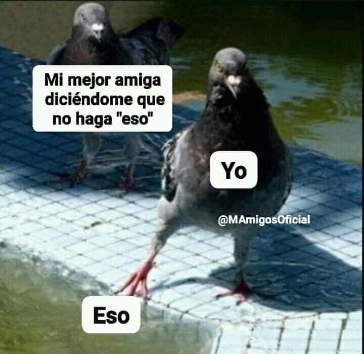 Perdón jajajajsjajsjsjajajjaja
