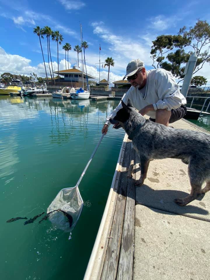 🐟 CONSERVATION IN ACTION 🐟 with <a href="/CCA_California/">CCA_California</a> ➡ The Ocean Resources Enhancement and Hatchery Program (OREHP) is an initiative using cultured White Seabass to enhance wild fish populations. White Seabass are spawned and reared at the <a href="/hubbsresearch/">Hubbs-SeaWorld Research Institute</a> hatchery in Carlsbad. The..
