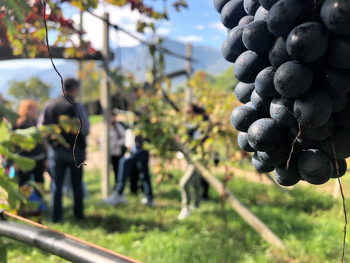 VinoDolomiti tweet media