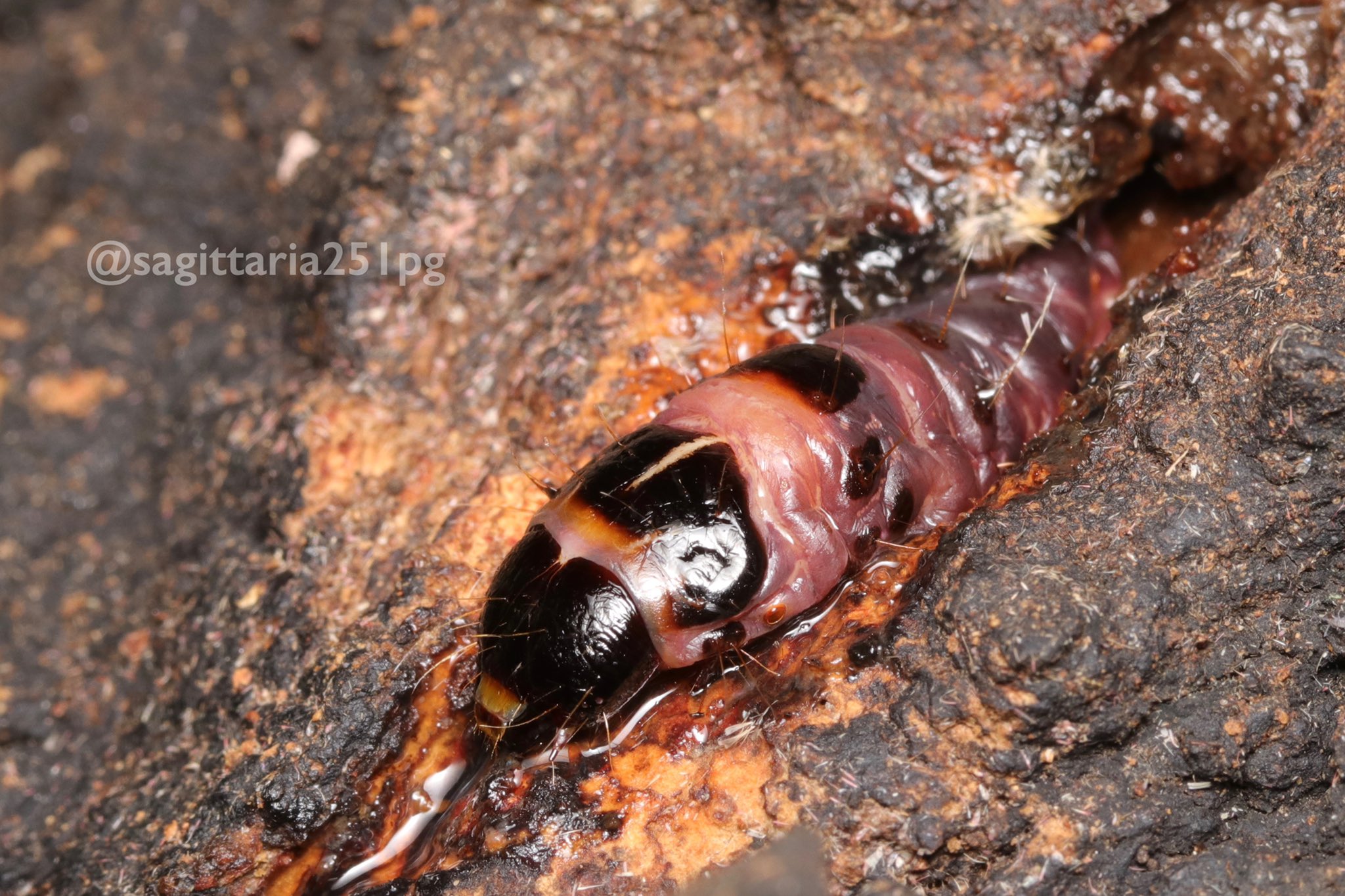 さうす ボクトウガの幼虫 なんか木から赤黒いジャイアントミルワームが出てきてる という感じだが実は鱗翅目の幼虫 その上自らが染み出させた樹液に集まる虫を連れ去る肉食昆虫でもある 樹液酒場のマスターは客攫いなのだ T Co Lbasqnhn2r