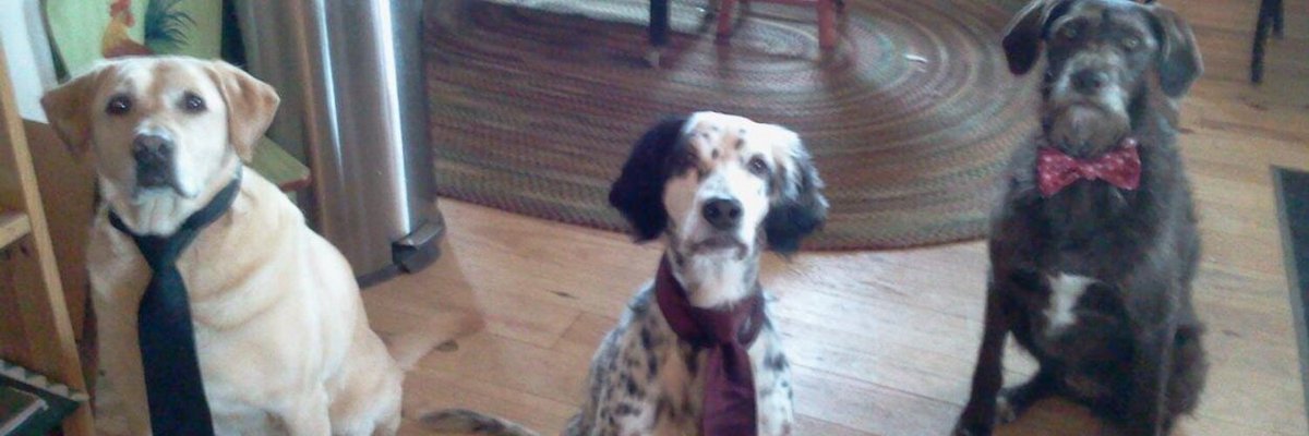 mpwuk's tweet photo. These good boys understand the elegance of a good tie 🐶👔

We design ties in all shapes &amp; sizes, design yours now at https://t.co/wvgFI9MASe https://t.co/MPpCJpQXq7