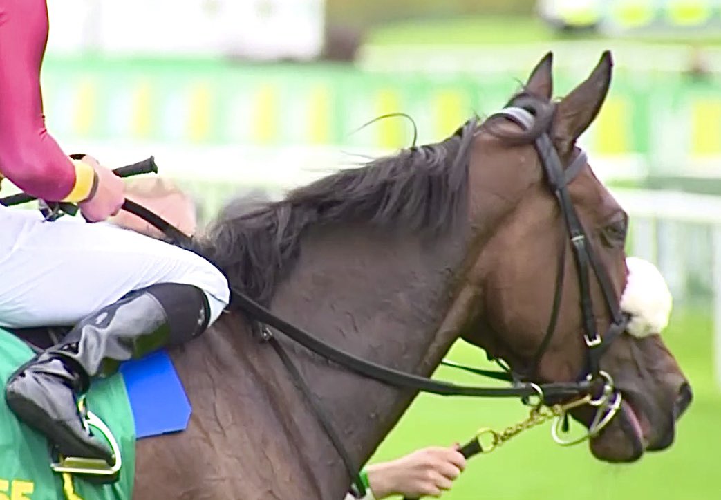 nikidoog's tweet photo. What a tough lassie she is ๐
The daughter of American Pharoah stays on bravely under the Buick drive
#EarsPricked @JosephOBrien2 @bpowell13 @uscgatsby https://t.co/ezGO9Slv7v