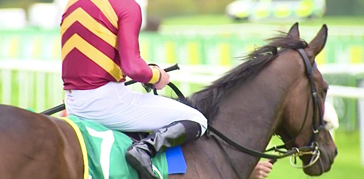 nikidoog's tweet photo. What a tough lassie she is ๐
The daughter of American Pharoah stays on bravely under the Buick drive
#EarsPricked @JosephOBrien2 @bpowell13 @uscgatsby https://t.co/ezGO9Slv7v