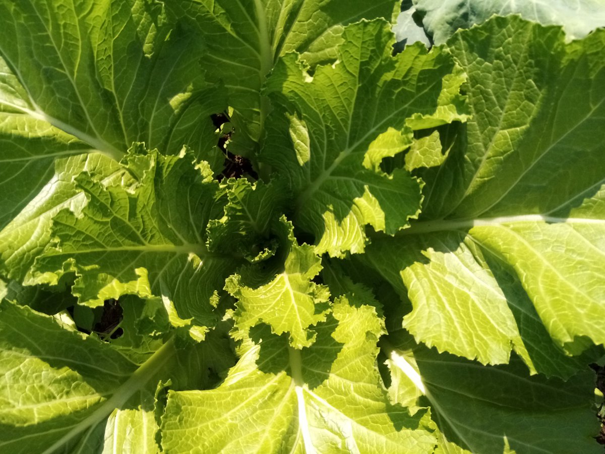 Gebuel_Farm's tweet photo. Keep calm and eat organic! 🤗 Organic Mustard Spinach 🥬 is now available. E10.00 per bundle. Call/ WhatsApp +26879300215 to place your order. Buying in bulk is highly encouraged. Eat healthy, stay healthy 💚 #organicgreens #organicfarming #grownforyourhealth #healthyliving https://t.co/VT4Kg5TWXg