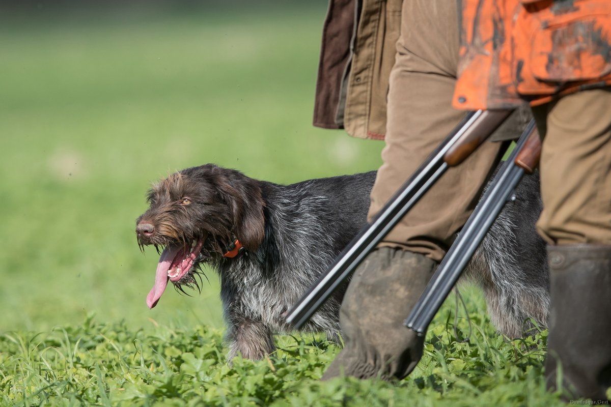 🔴Ils sont nombreux et passionnés. Découvrez comment les chasseurs des Deux-Sèvres appréhendent l'ouverture.

agri79.fr/la-discipline-…
CP/Dominique GEST-FNC