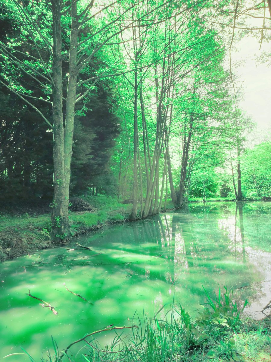 Swamp under sunrays #ファインダー越しの私の世界 #写真好きな人と繋がりたい #naturephotography #観光 #swamp #pond #lakeside #緑 #greenery #justgoshoot #branches #wetland #pantano #swamplife #visualsgang #muddywater #verdant #glades #reflectiongram #stunning_shots #greentrees #gölet