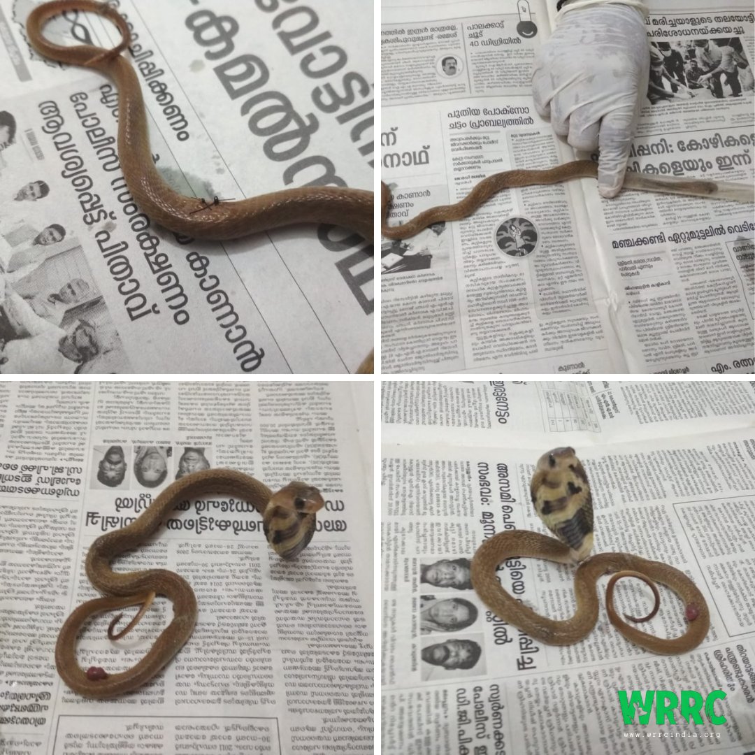 A volunteer rescued this baby #Cobra after he had been run over by a car. People weren't ready to help due to fear.  Remember #snakes are friends.  
Please consider donating here wrrcindia.org/donate towards his care. 
#SnakesofIndia #IndianSnakes #IndianReptiles #Thursday