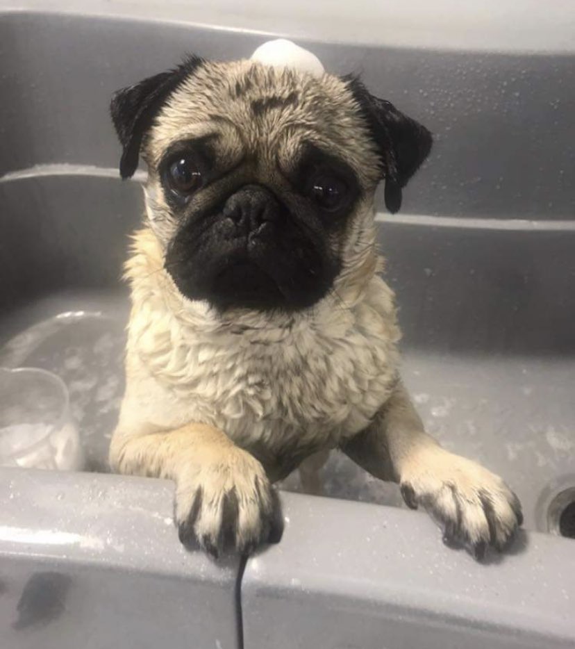 alfie_pug's tweet photo. Rub a Dub dub, Just a Pug in a Tub 🛁🐾🧼 Groomers again tomorrow 🥰 https://t.co/H3GpWn56MO