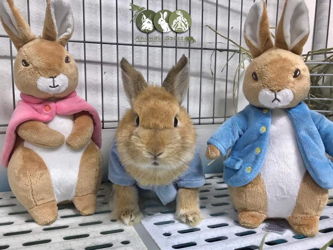 pet_space's tweet photo. คุมปีเตอร์แรบบิทคนไหนดุ้กดิ้กได้น๊าาาา🐰💙

#AnimalSpace #กระต่าย
#รักษากระต่าย #PeterRabbit https://t.co/W01nCDbclH