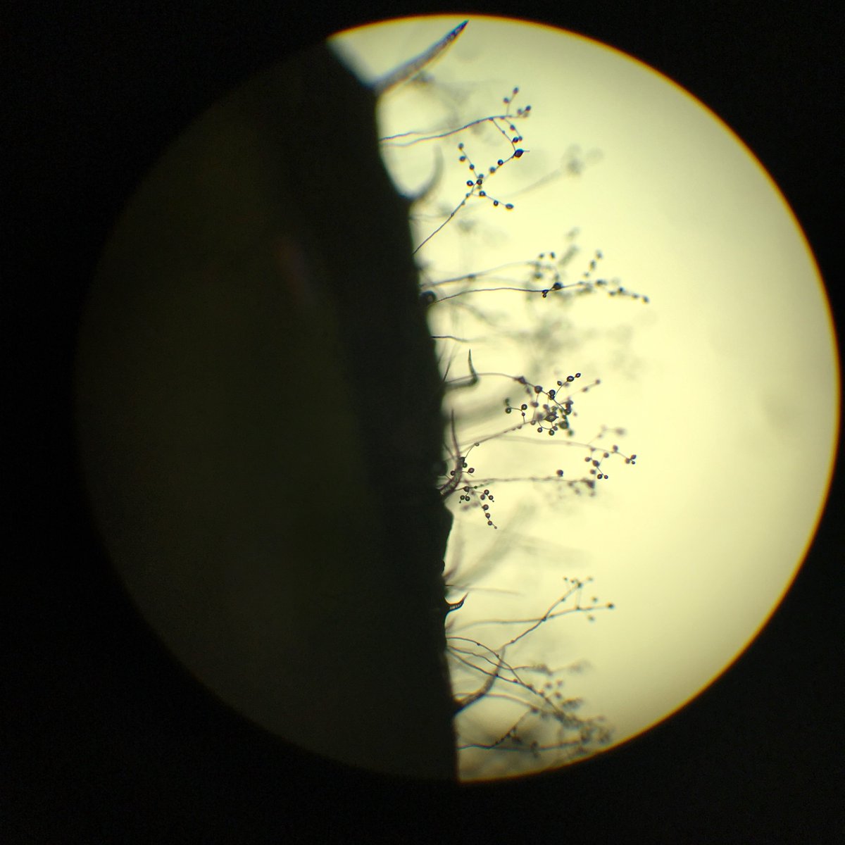 Mout De Vrieze (@moutdv) on Twitter photo Presenting to you on #InternationalMicroorganismDay and for #MicrobeArt2020 Phytophthora infestans' interpretation of "Walking on the moon" 
 <a href="/FEMSmicro/">FEMS</a> 
#lateblight #sciart #phytopathology Presenting to you on #InternationalMicroorganismDay and for #MicrobeArt2020 Phytophthora infestans' interpretation of "Walking on the moon" 
 <a href="/FEMSmicro/">FEMS</a> 
#lateblight #sciart #phytopathology