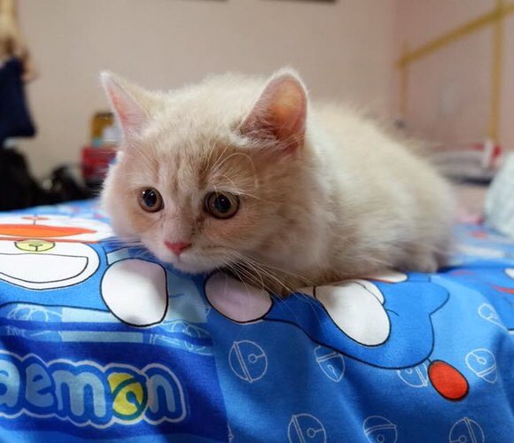BySujitra's tweet photo. @bbrightvc ขอเป็นเพื่อนอาเม่ะด้วยคนน๊า🐈😊 https://t.co/QRxvFmbPlU