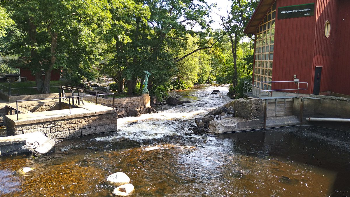 OlleCalles's tweet photo. Another (minor) removal in river #Mörrumsån at Laxens hus @Kronolaxfisket @kau
@sveaskog #nrrv #RivEM https://t.co/JR32FSkqwy