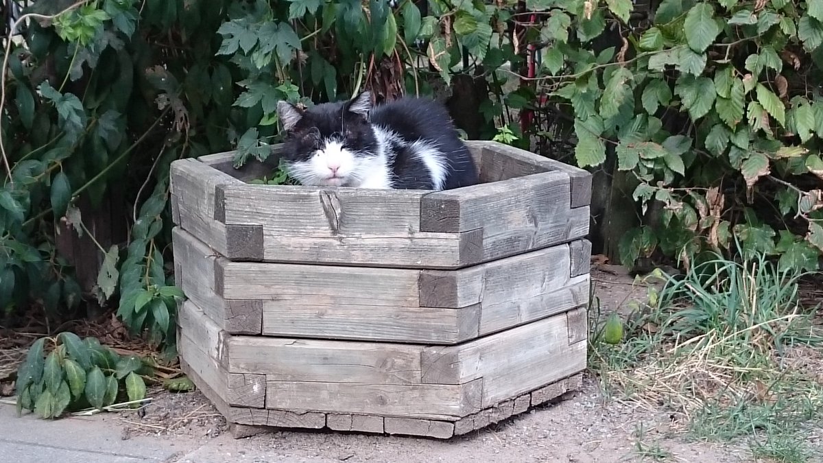 me_too's tweet photo. When is the right time to harvest #cats? During the day or at night when it's dark?
#catcontent #contentcat https://t.co/ZInlfKlyXC