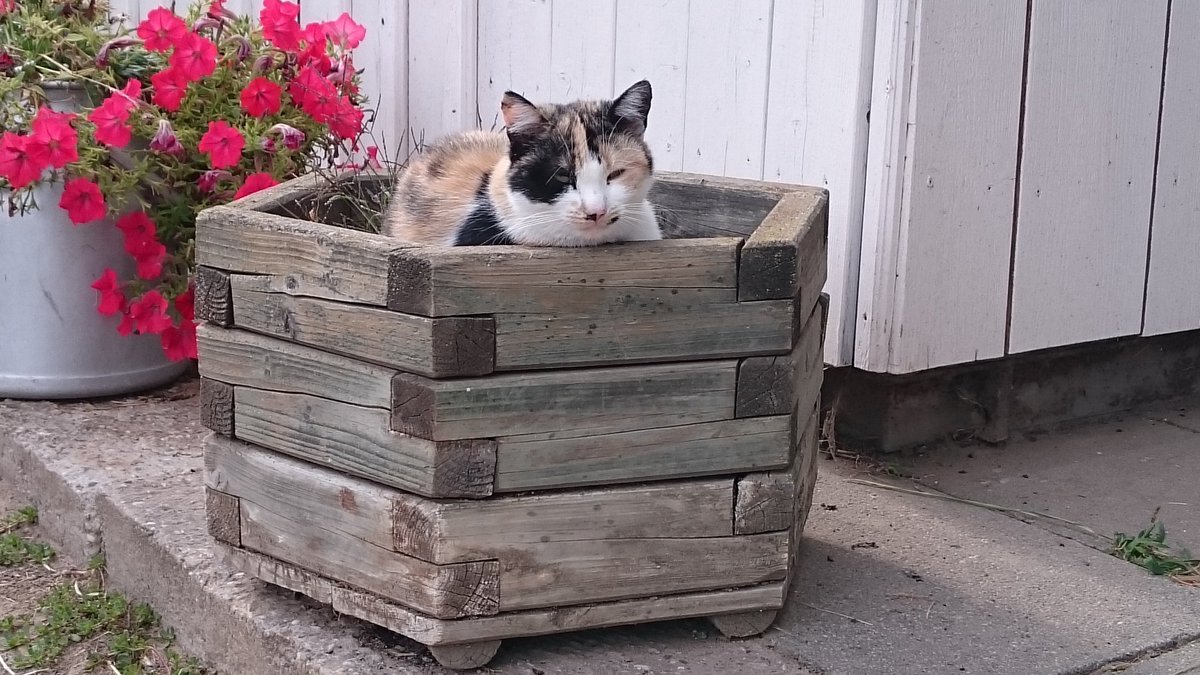 me_too's tweet photo. When is the right time to harvest #cats? During the day or at night when it's dark?
#catcontent #contentcat https://t.co/ZInlfKlyXC