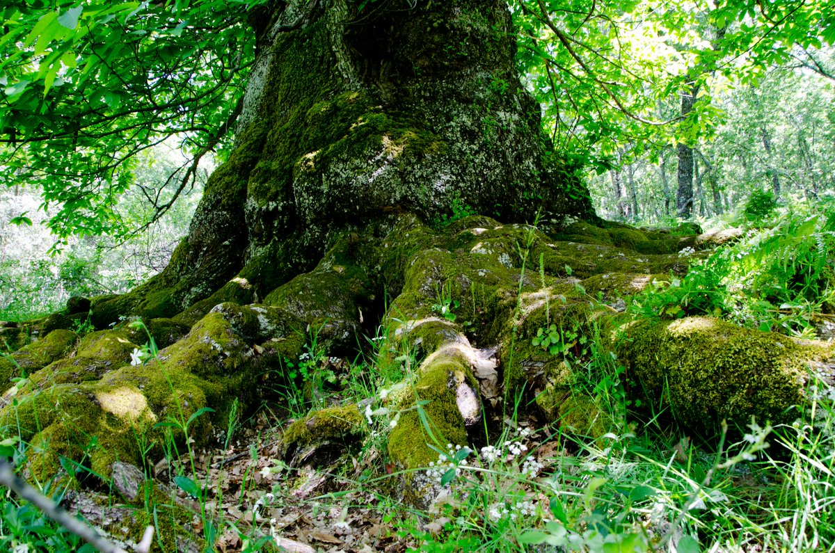 birdextremadura's tweet photo. 🌳 Castaños de Calabazas
🌿 Árboles Singulares de Extremadura
📍 Este soto de 17 castaños se localiza en Castañar de Ibor, en el Geoparque Villuercas-Ibores-Jara
💚 Edad: 500 años
🧡 Altura de algunos ejemplares: 17 m
▶️ Ruta de la Chorrera de Calabazas: https://t.co/DogjMXkuio https://t.co/xbDuZjUQxs