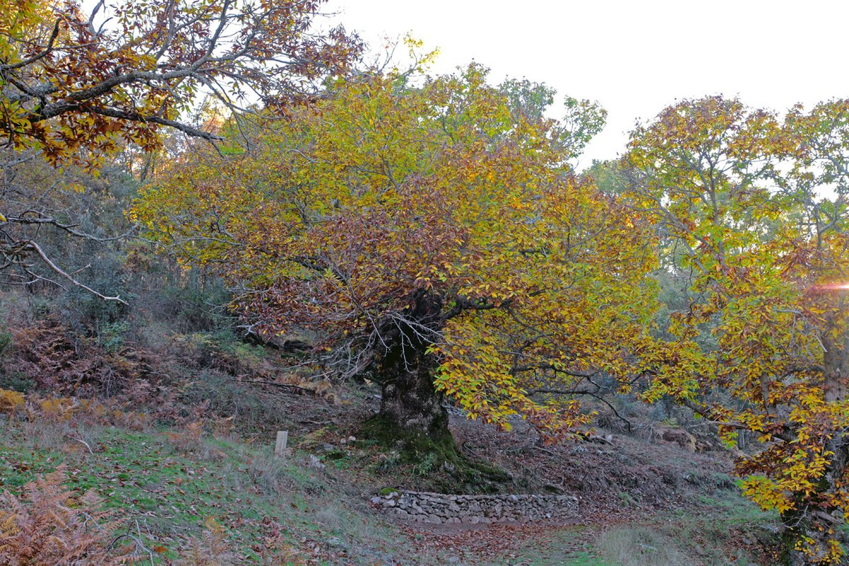 birdextremadura's tweet photo. 🌳 Castaños de Calabazas
🌿 Árboles Singulares de Extremadura
📍 Este soto de 17 castaños se localiza en Castañar de Ibor, en el Geoparque Villuercas-Ibores-Jara
💚 Edad: 500 años
🧡 Altura de algunos ejemplares: 17 m
▶️ Ruta de la Chorrera de Calabazas: https://t.co/DogjMXkuio https://t.co/xbDuZjUQxs