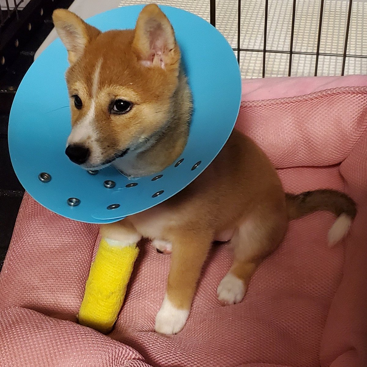 極小豆柴