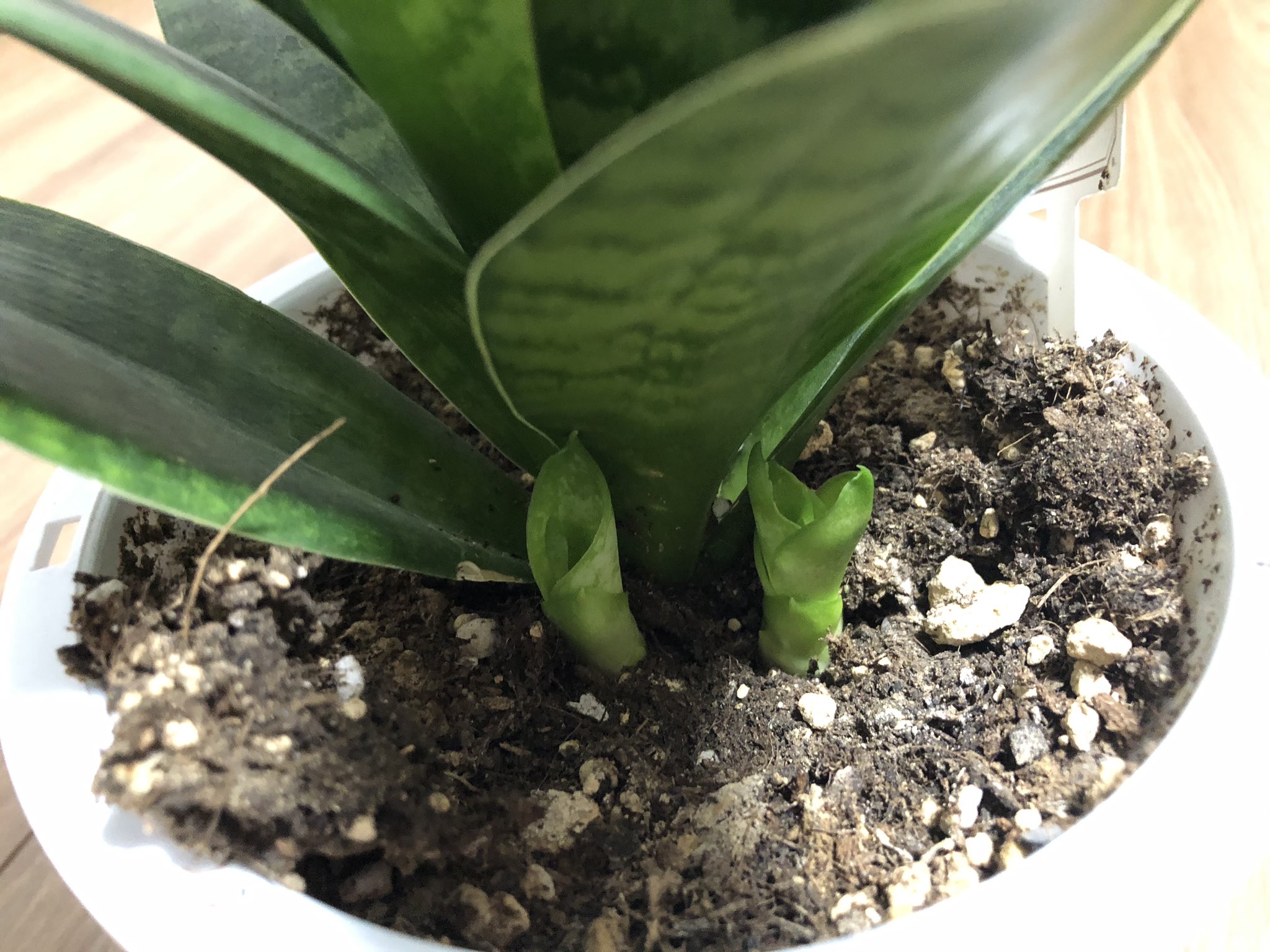 夏叶奏 星圭 Seika Natsukanade 観葉植物のサンセベリアから 子株が2つも出てました S ﾉ ﾉ 今シーズン もうこれでトータル4つですf 観葉植物 癒し Iphone越しの私の世界 スマホ越しの私の世界 詩書きさんと繋がりたい T Co