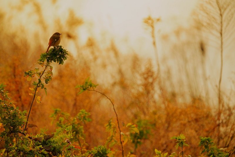 hiroshima_q's tweet photo. ジョウビタキ♀
#ジョウビタキ #野鳥 #野鳥観察 #写真好きな人と繋がりたい #写真で奏でる私の世界 #ファインダー越しの私の世界 #wildbird #photography #daurianredstart #aRiii #sel200600g https://t.co/giuuSsIAWZ