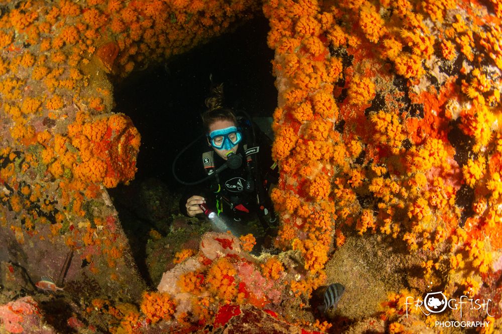 A kaleidoscope of colour awaits the intrepid #diver. #Nightdiving on wrecks is other-worldly - do you dare to experience the #adventure? Visit puredivinggrenada.com 🤿 #PureDiving #PureGrenadaJustForYou #ParadiseAtHome <a href="/FrogfishPhotos/">Nick Robertson-Brown</a>