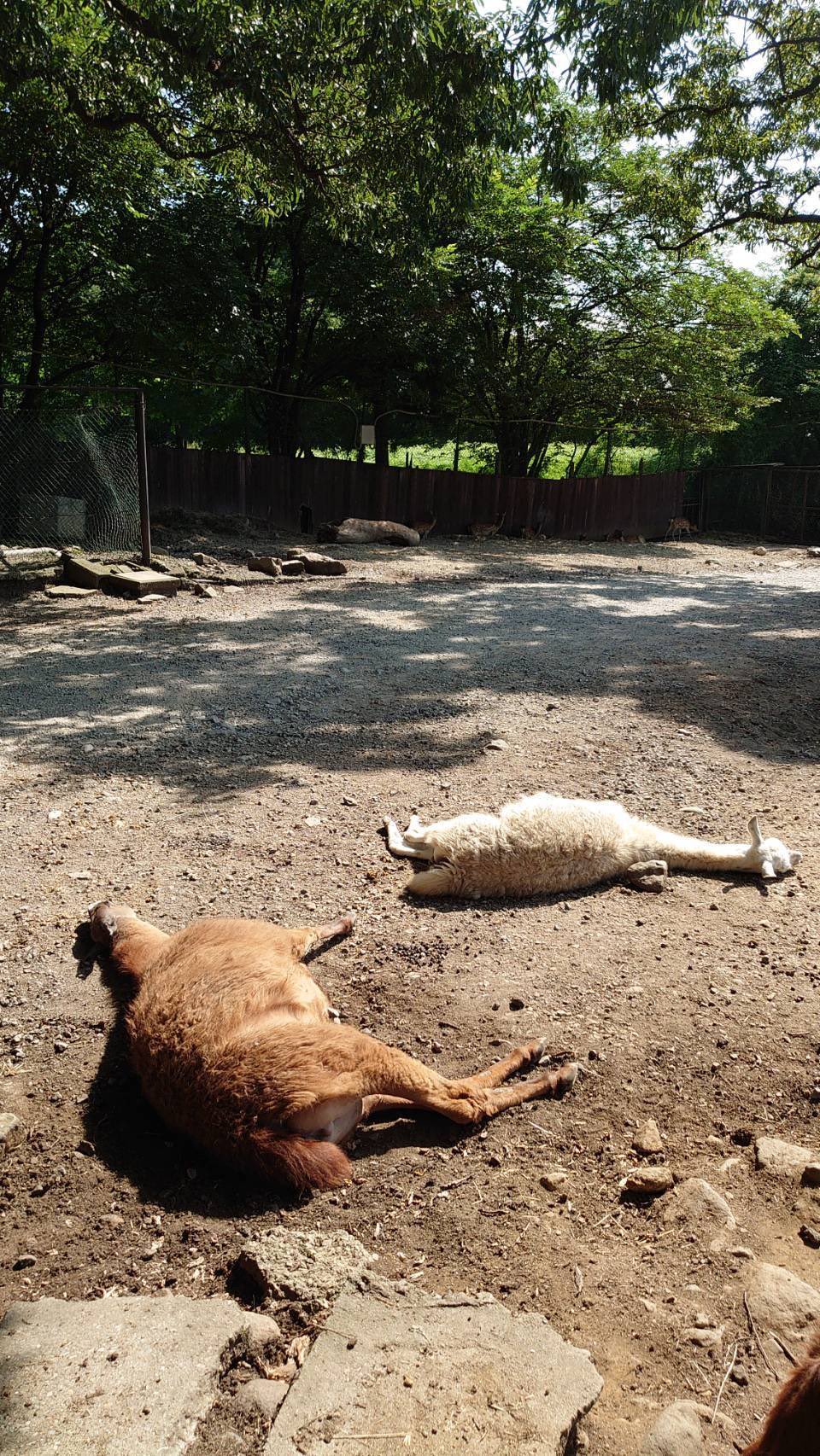 那須サファリパーク 何やら事件が起こったみたい 那須サファリパーク ラマ Llama 実は何も起こってません 少し経つと 何事も無かったように 起き上がります 那須サファリパーク 何やら事件が起こったみたい 那須サファリパーク ラマ Llama 実は何も起こってません 少し経つと 何事も無かったように 起き上がります
