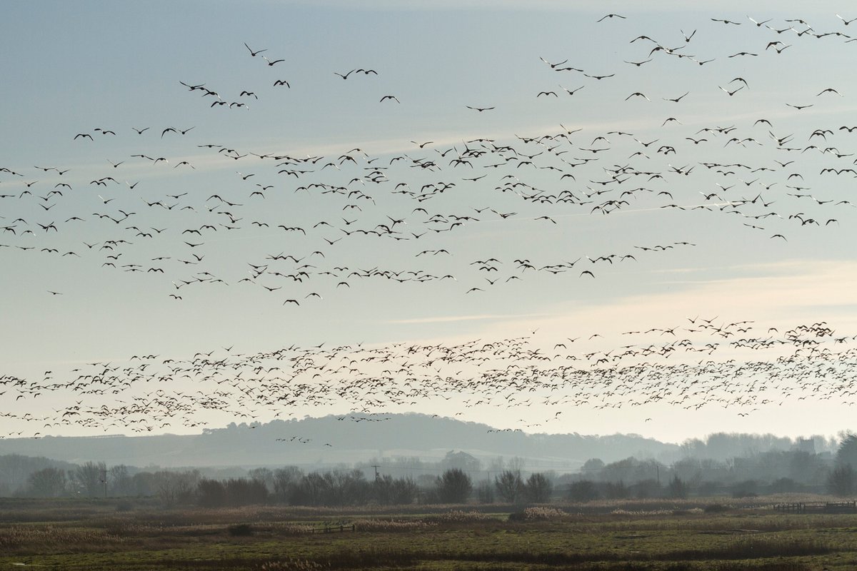 NorfolkCoastNT's tweet photo. Norfolk in winter has spectacular wildlife. From Pink-Footed Geese to Grey Seal pups, there is plenty for you to discover. Our holiday cottages sleep 2-6 &amp; are great for exploring the Norfolk Coast &amp; its special wildlife >> https://t.co/huofIY5BLs #EveryoneNeedsNature https://t.co/7TZQSceEhe
