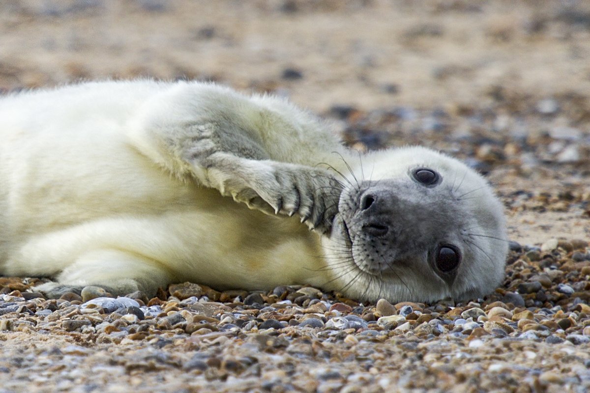 NorfolkCoastNT's tweet photo. Norfolk in winter has spectacular wildlife. From Pink-Footed Geese to Grey Seal pups, there is plenty for you to discover. Our holiday cottages sleep 2-6 &amp; are great for exploring the Norfolk Coast &amp; its special wildlife >> https://t.co/huofIY5BLs #EveryoneNeedsNature https://t.co/7TZQSceEhe