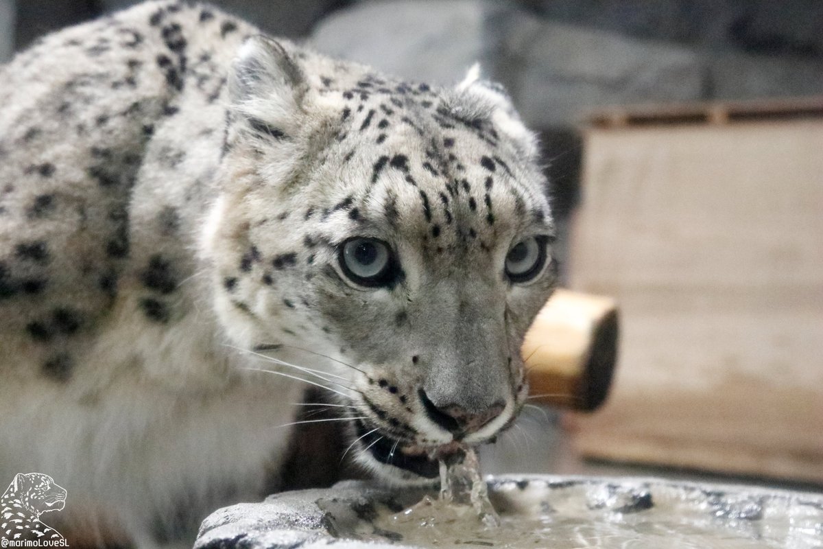 みはら まりも 可愛いだけではなく ユキヒョウがどう水を飲んでいるかよくわかる写真 年08月12日 円山動物園 ユキヒョウ Snowleopard シジム