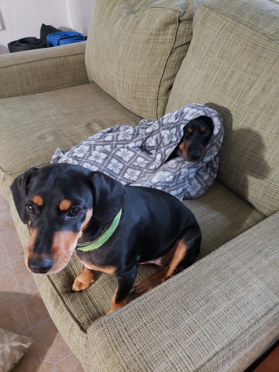 elizabeth6064's tweet photo. Getting ready for a #nap... how does your amazing pet nap? https://t.co/uKZbbJOwqi