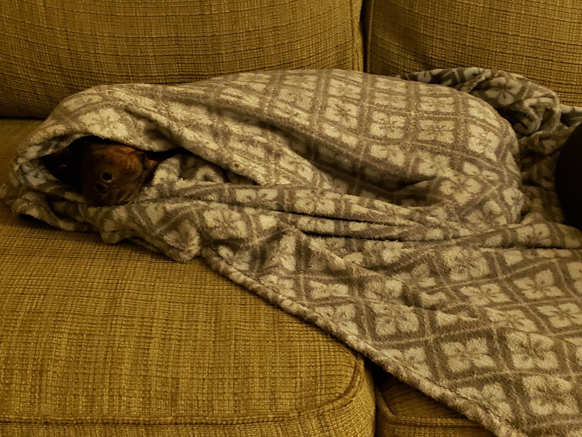 elizabeth6064's tweet photo. #napping he likes to sleep like this, I just don't know why. https://t.co/DijQ1RP4cx