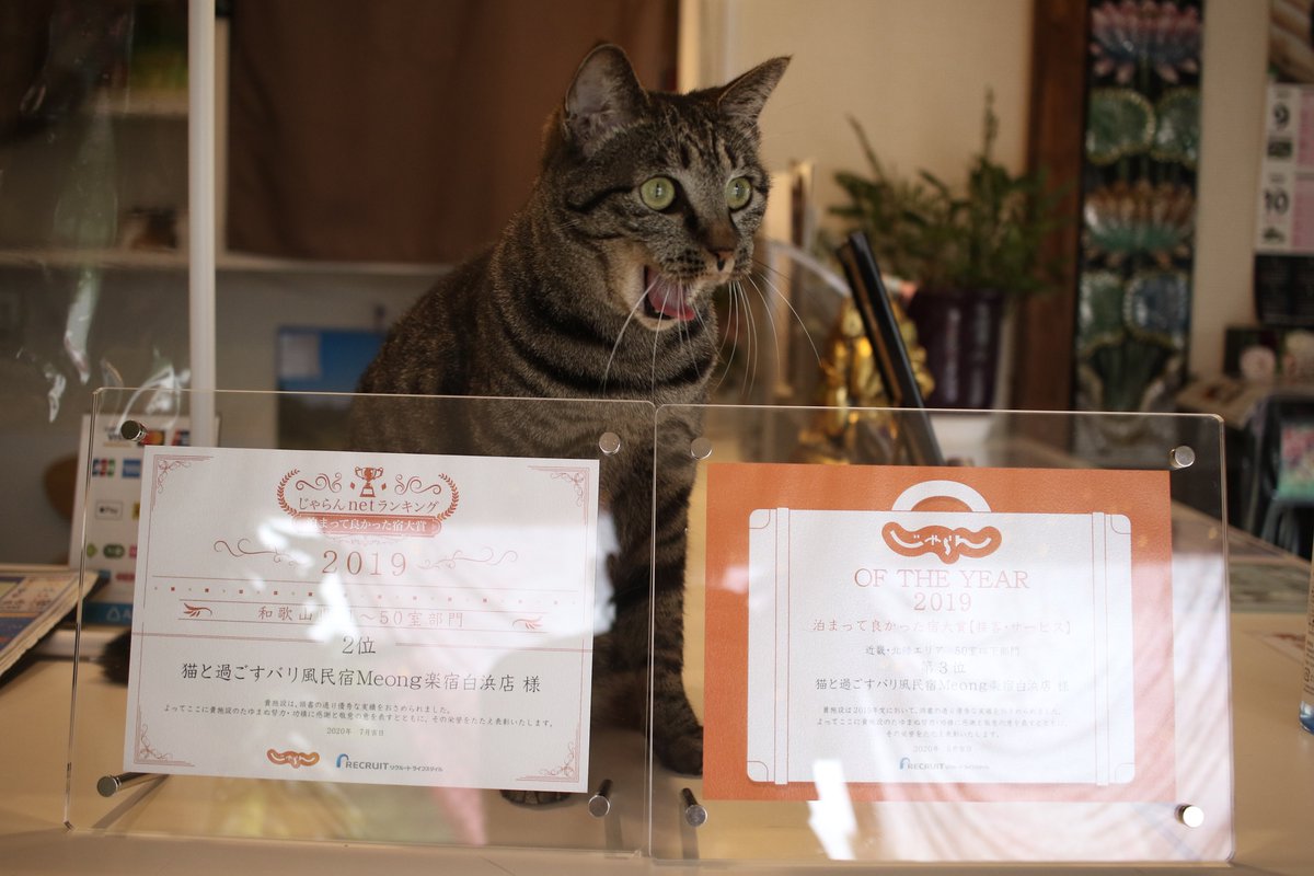 猫と過ごすバリ風民宿meong楽宿白浜店 女将のオフショット 保護猫 猫写真 猫のいる暮らし 民宿meong オフショット