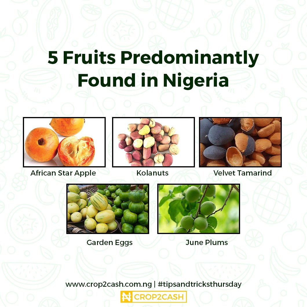 Crop2Cash's tweet photo. Are you a fruit lover?🤩

Have you tried all the fruits in the image? 😎
Let us know which one is missing in the comments👇

#nativefruits
#crop2cash 
#tipsandtricksthursday https://t.co/Hi9Y9oXrRn