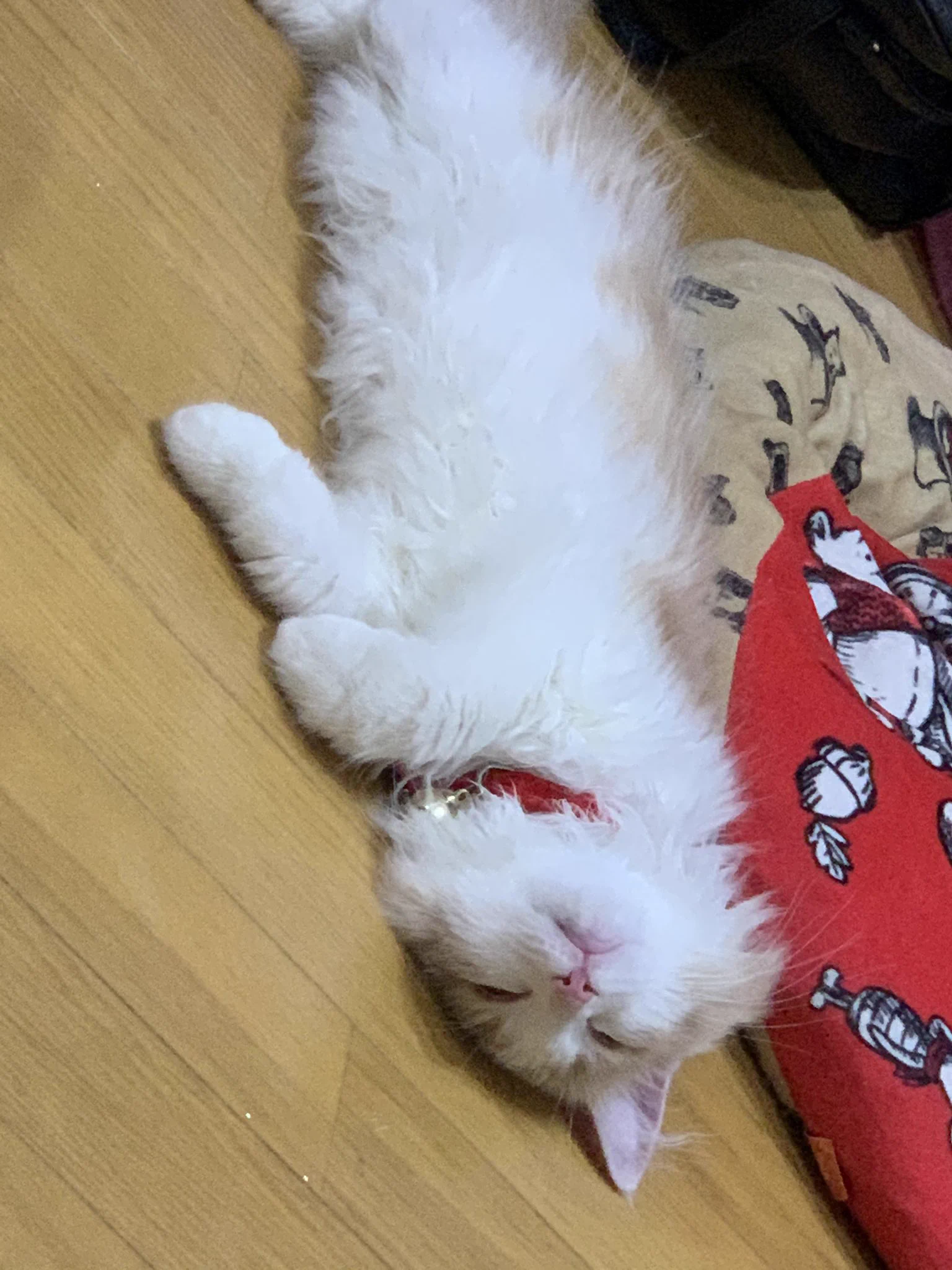 @nyantostos 触ってなくても噛まれる場合はどうしたらいいでしょうか 