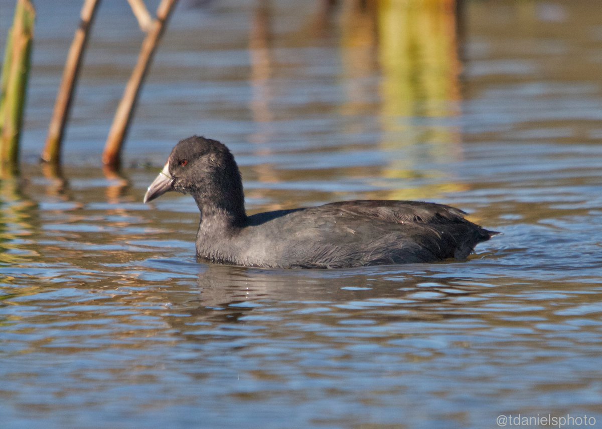 tdanielsphoto's tweet photo. #Migration2020 #wetlands birds are on the move great time to check out the outdoors. @ducanada @WildlifeHCanada @ofah @TDotGinger @scottydog57 @jchotz @tinaghenry @LauraMcOutdoors @KatanaHugo @DianavB15 @Sarsinator @sciencenature67 @SlK0907 @scottmeyer8 @utahduckhunter1 Be Safe https://t.co/igbcY843Cp