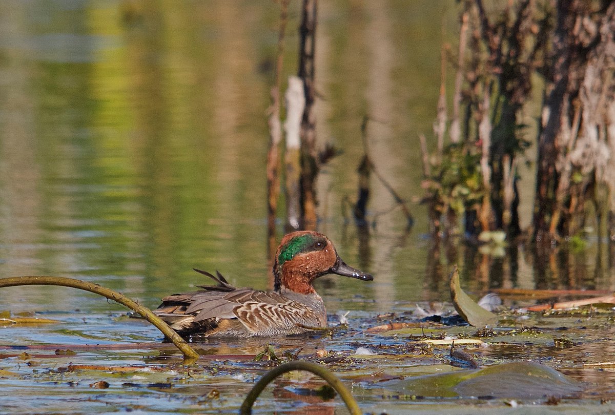 tdanielsphoto's tweet photo. #Migration2020 #wetlands birds are on the move great time to check out the outdoors. @ducanada @WildlifeHCanada @ofah @TDotGinger @scottydog57 @jchotz @tinaghenry @LauraMcOutdoors @KatanaHugo @DianavB15 @Sarsinator @sciencenature67 @SlK0907 @scottmeyer8 @utahduckhunter1 Be Safe https://t.co/igbcY843Cp