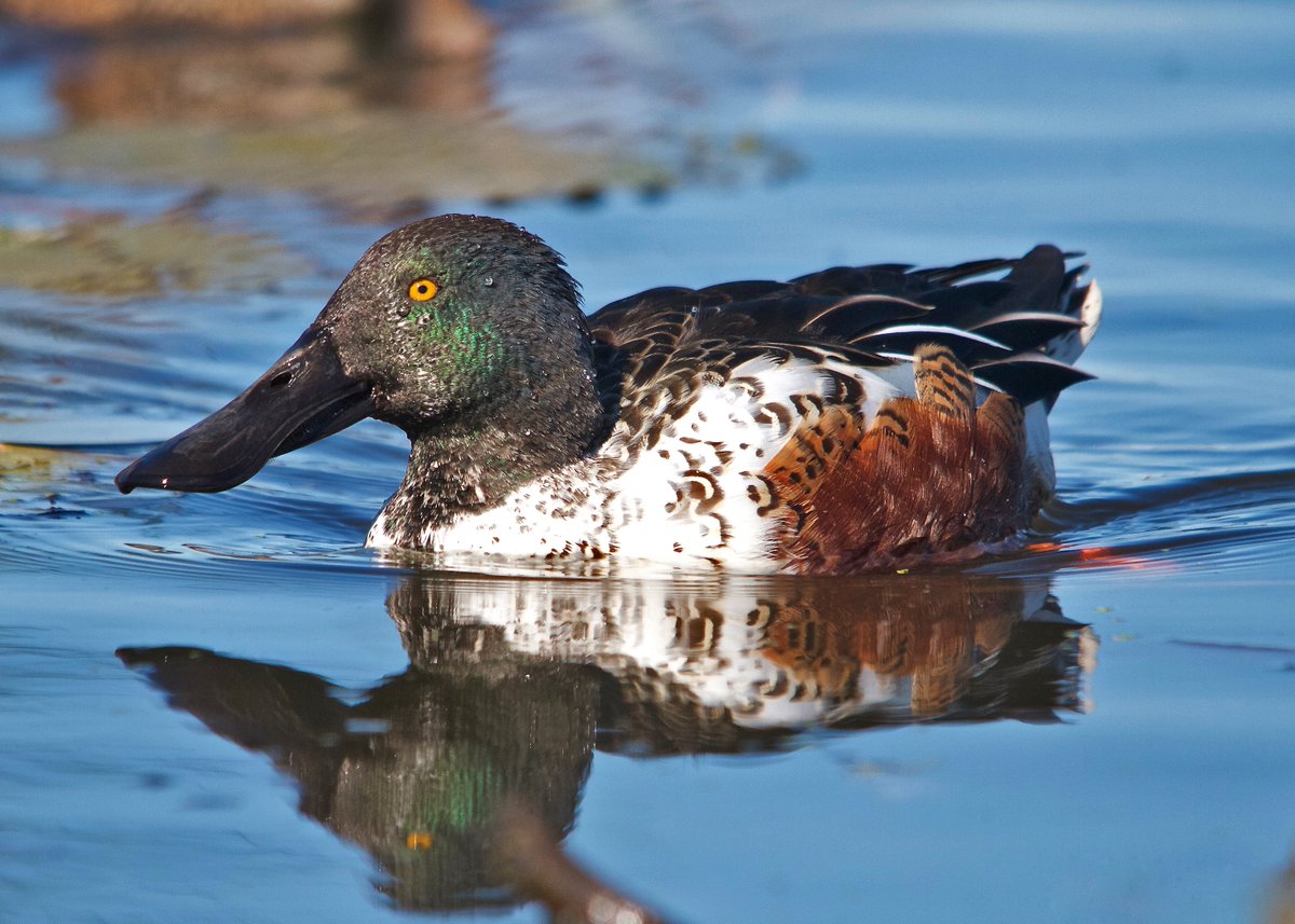 tdanielsphoto's tweet photo. #Migration2020 #wetlands birds are on the move great time to check out the outdoors. @ducanada @WildlifeHCanada @ofah @TDotGinger @scottydog57 @jchotz @tinaghenry @LauraMcOutdoors @KatanaHugo @DianavB15 @Sarsinator @sciencenature67 @SlK0907 @scottmeyer8 @utahduckhunter1 Be Safe https://t.co/igbcY843Cp