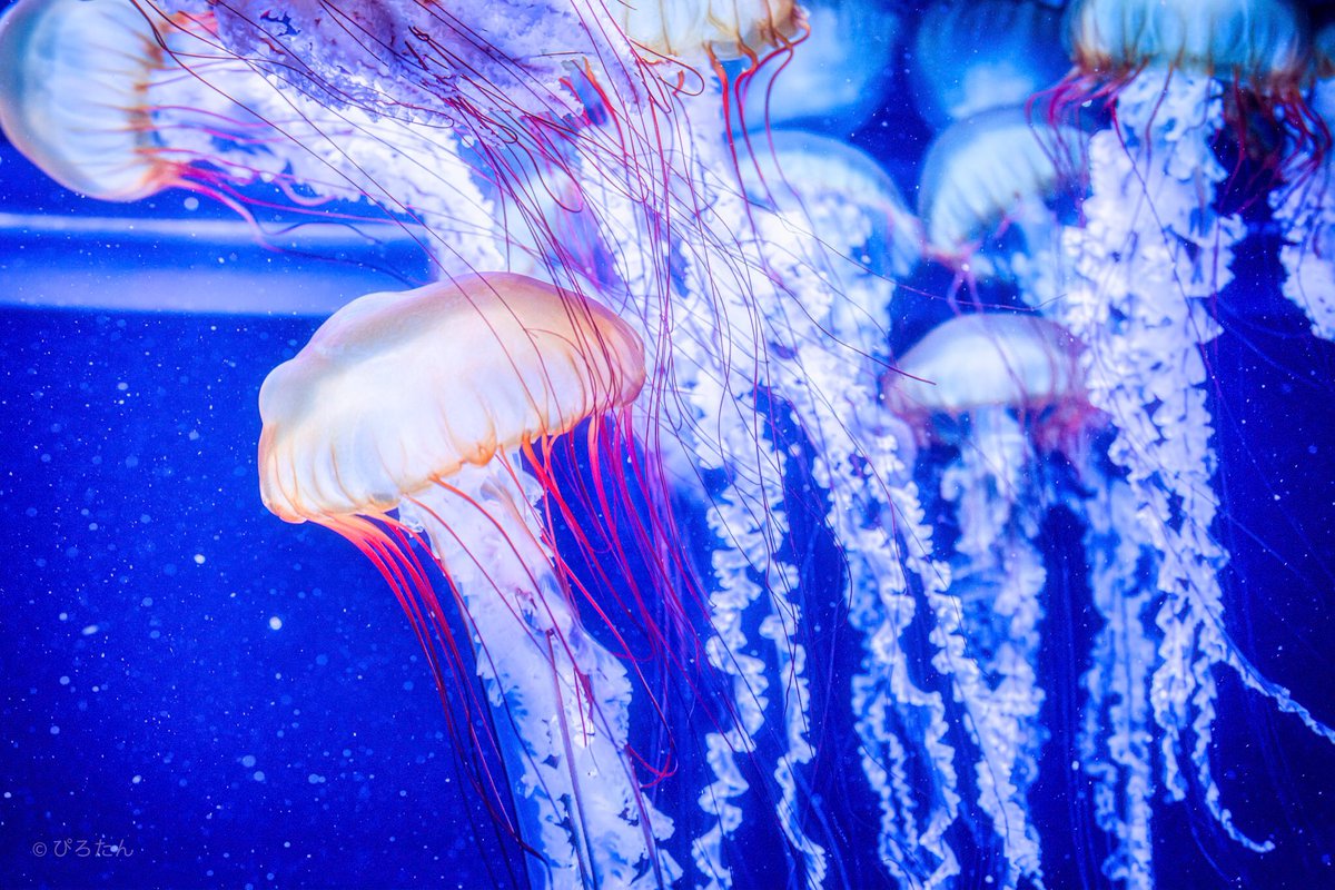Pirotan_15's tweet photo. Jellyfish🍓
#Potograph #Tokyo https://t.co/1wDxE8RRbk