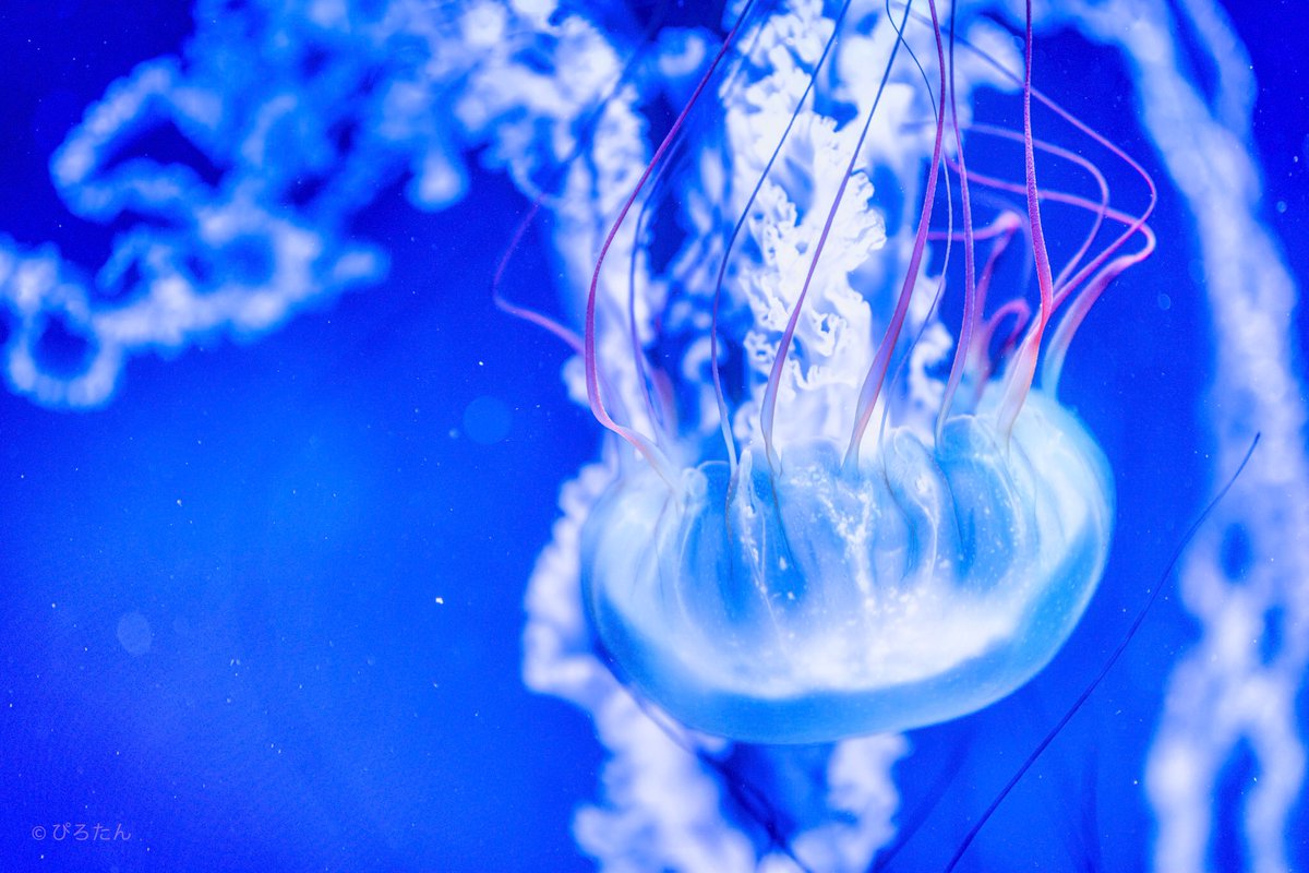 Pirotan_15's tweet photo. Jellyfish🍓
#Potograph #Tokyo https://t.co/1wDxE8RRbk