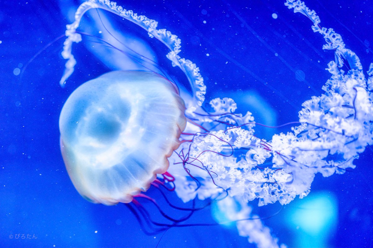 Pirotan_15's tweet photo. Jellyfish🍓
#Potograph #Tokyo https://t.co/1wDxE8RRbk