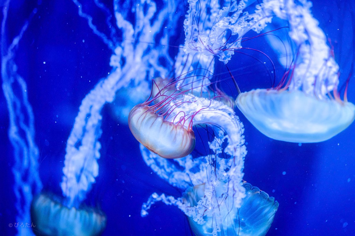 Pirotan_15's tweet photo. Jellyfish🍓
#Potograph #Tokyo https://t.co/1wDxE8RRbk