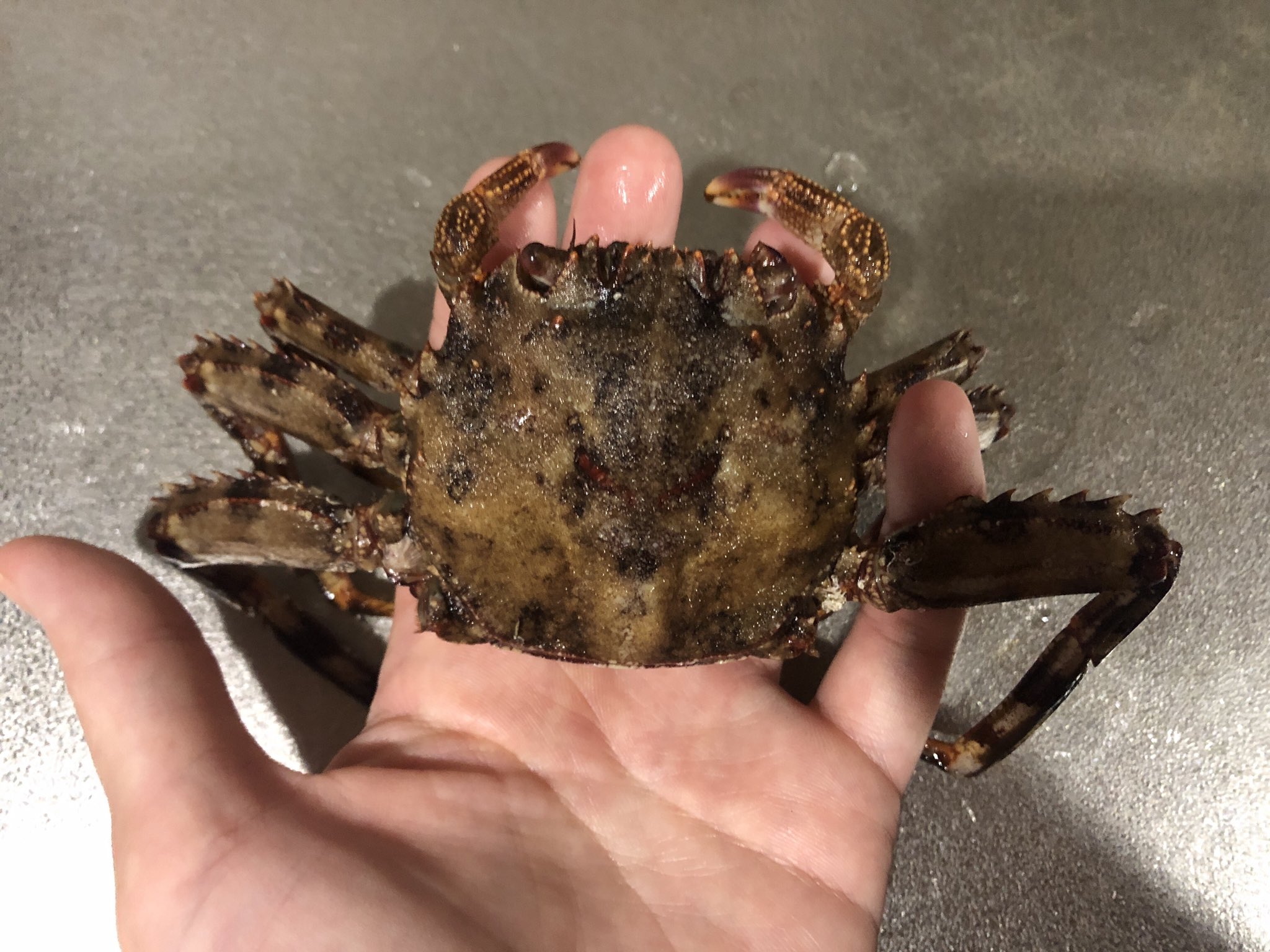 ちぬ子 Youtuber このカニは 何て名前のカニですか 生きてるときはもっと赤く ハサミが小さくて足が長細い感じです 体も小さい T Co Caoopmzex7 Twitter