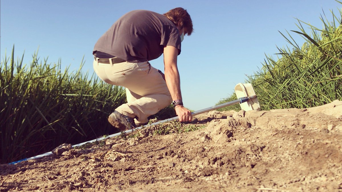 rubueno10's tweet photo. 🦟🌾 #FieldWorkDay
#Mosquitoes #Culex #Anopheles #VectorControl #PestManagement #MedicalEntomology #RiceFields https://t.co/Q82z4nzQtH