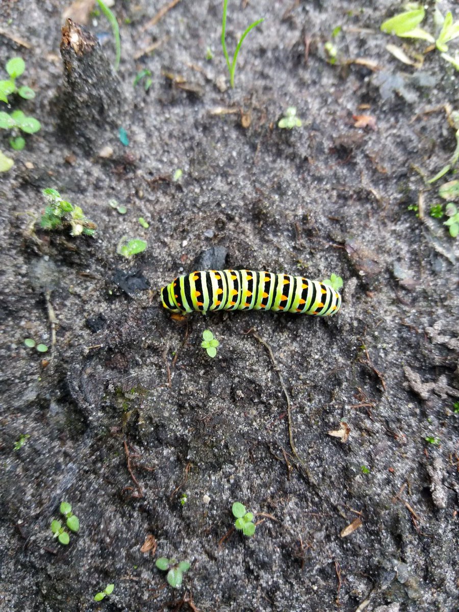 VBilthoven's tweet photo. Kijk wat een prachtige rups. Van de Koninginnepage! Op ons tuinencomplex, natuurlijk. https://t.co/UGJNgwWyKT
