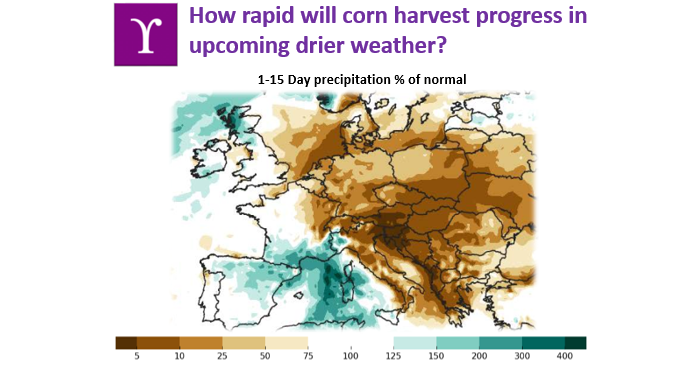 CropYield's tweet photo. Ideal harvest conditions extend over Europe’s #corn fields. In which regions will corn harvest start? At what pace is the harvest progressing? YPSILON provides accurate crop yield estimates and monitors harvest pace basis the latest satellite technology. Contact us to find out! https://t.co/YH2VA4shAI