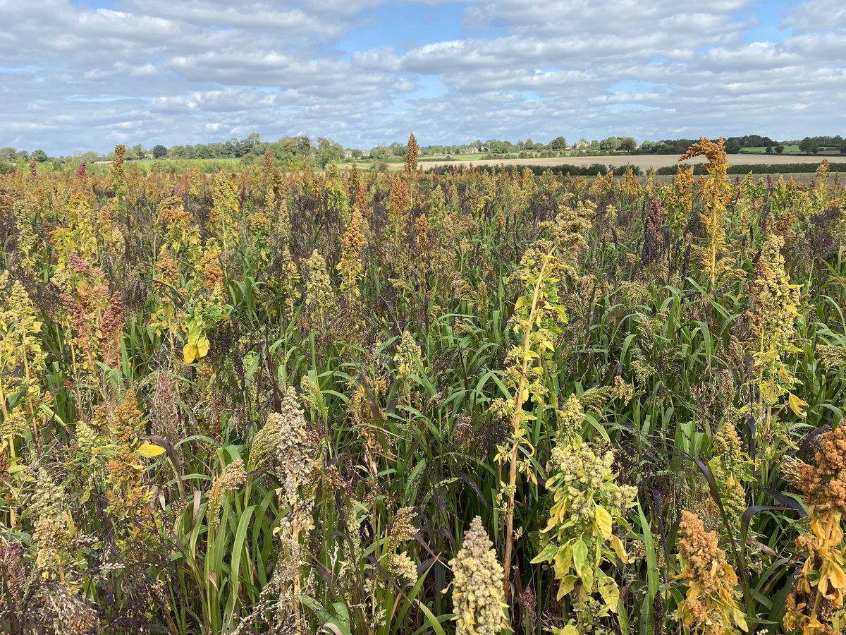 Clients environmental field corners and strips are coming along nicely. Thanks to <a href="/RoryClark_/">Rory Clark</a> for preparation and planting. #farmwildlife <a href="/velcourt/">Velcourt</a>