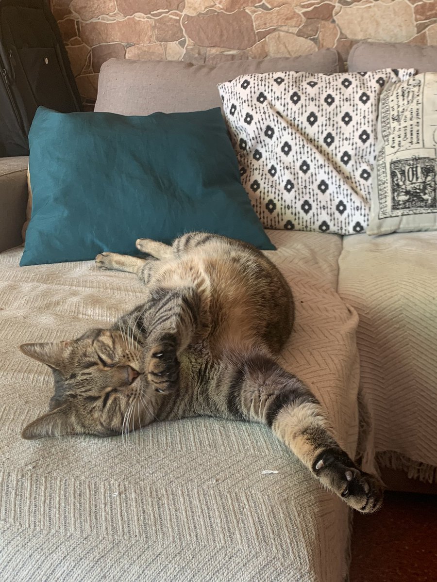 La tranquilidad de saber que tú humano está trabajando para garantizarte un suministro constante de latitas y chuches