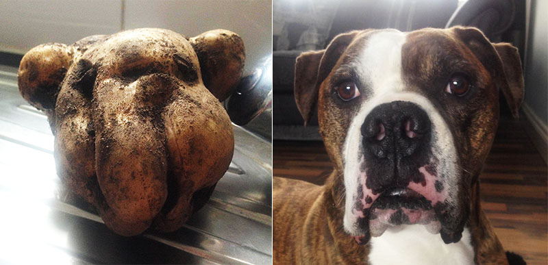 イギリスで掘り出された大きなジャガイモ 飼っている犬にそっくりだった Switch News スウィッチ ニュース