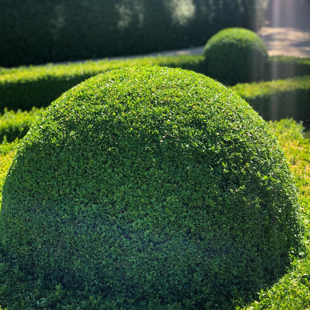 NRSRYpk's tweet photo. #Topiary is great for providing year-round, evergreen shape and interest.

Our Experts can make your lawn look more beautiful - https://t.co/w92LdONbhu

#residentiallandscaping https://t.co/OuxdfJVnEJ